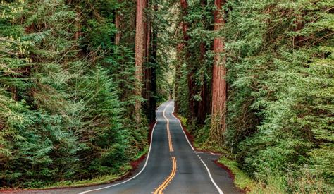 Redwood National Park Travel Guide - Parks & Trips