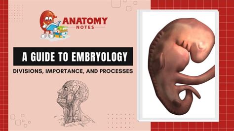 A Guide to Embryology: Divisions, Importance, And Processes