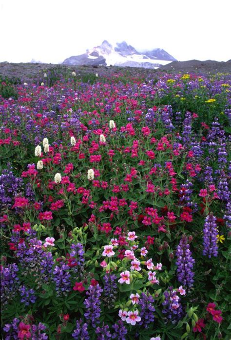 Wildflowers on Mount Hood | Mount Hood Museum