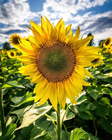 The sunflower bloom of the season. #bloom #flowers #sunflower #nature # ...