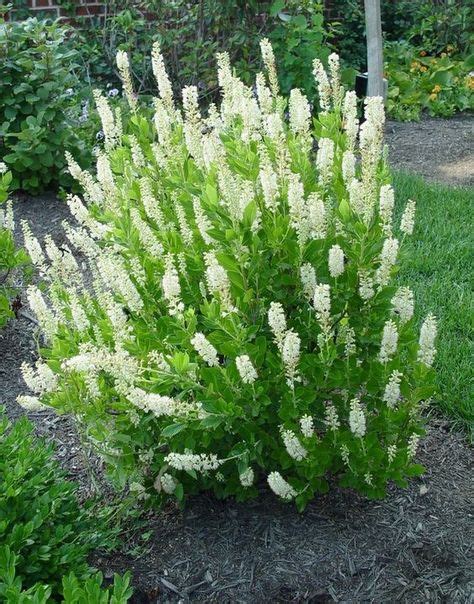 89 Part shade shrubs zone 9 ideas in 2021 | shade shrubs, shrubs, plants