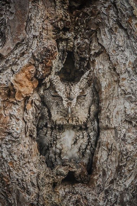 Eastern Screech Owls use their power of camouflage to dodge predators ...