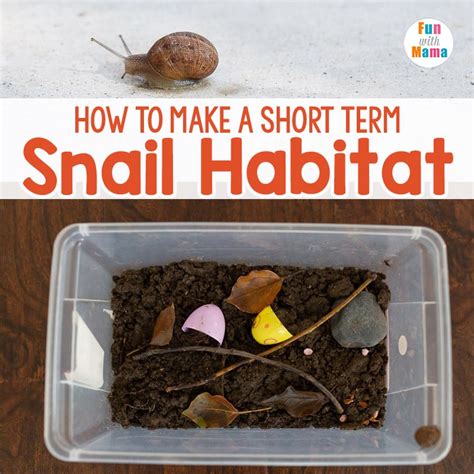 Snail Habitat - How to make a Snail Terrarium - Fun with Mama