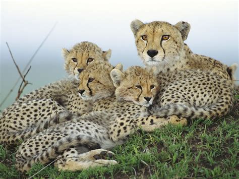 Cheetah with Cubs - Animal Cubs Wallpaper (29105913) - Fanpop