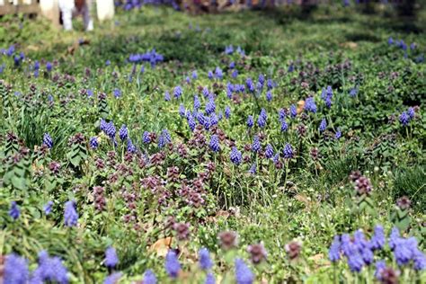 Grape Hyacinth Lemonade – Hillsborough Homesteading