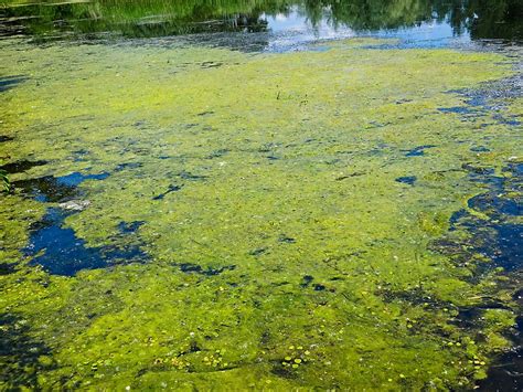 The Major Types Of Algae - WorldAtlas