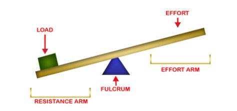 Third class levers examples | Science online