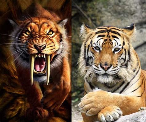 What happened during the last ice age? The saber-toothed tiger was ...