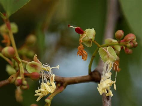 Flora of Zimbabwe: Species information: individual images ...