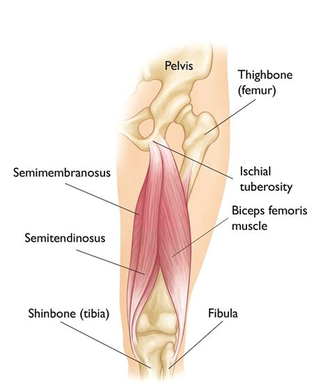 Hamstring Muscle Injuries - OrthoInfo - AAOS