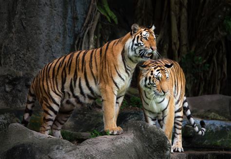 Download Animal Tiger 8k Ultra HD Wallpaper