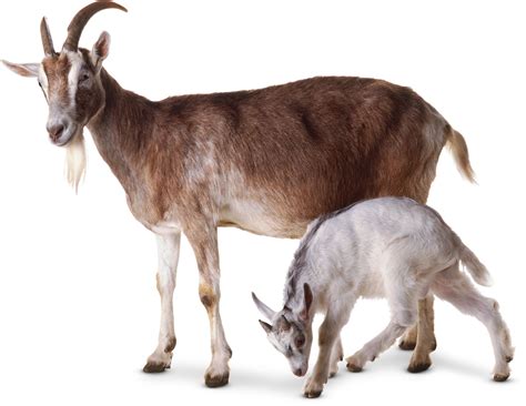 Goat Facts For Kids | What Are Goats? | DK Find Out