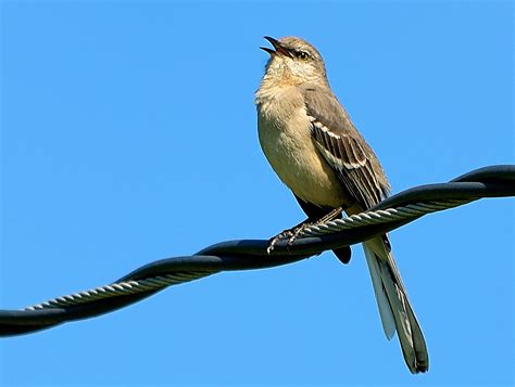 Mockingbird Singing 2012-04-06 | Rodger Coleman | Flickr