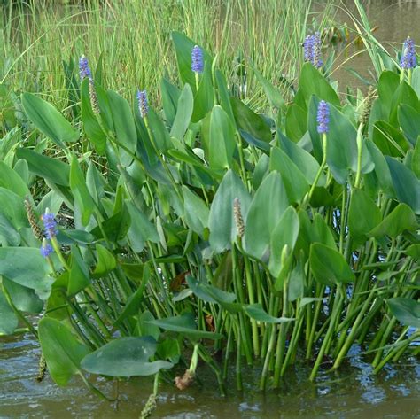 Freshwater Marsh Plants