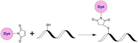 iFluor® 810 maleimide | AAT Bioquest