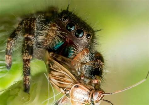 Jumping Spider Behavior - AnimalBehaviorCorner