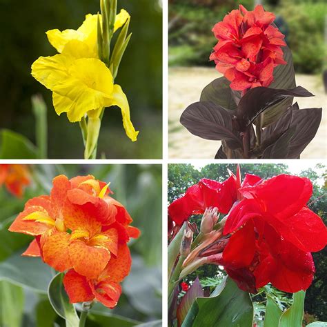 Brilliant Canna Bulb Collection | American Meadows