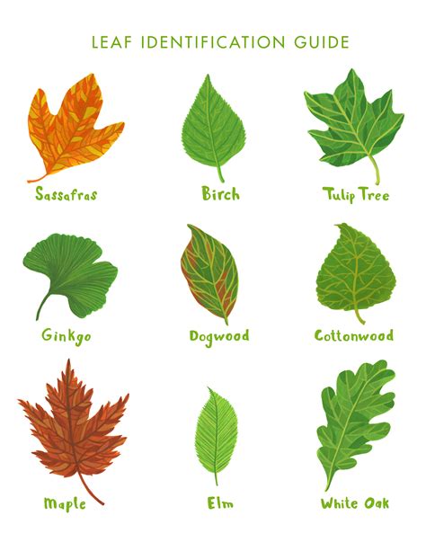 Printable Leaf Identification Chart - Printable Word Searches