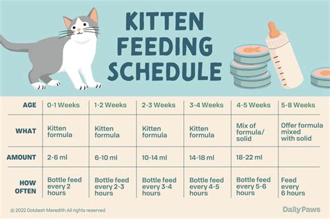 Kitten Feeding Schedule: From Newborn to One Year | Feeding kittens ...