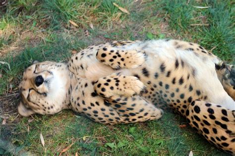 Sleeping Cheetah : Cheetahs