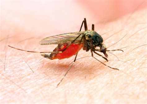 Malaria: Symptoms, treatment, and prevention