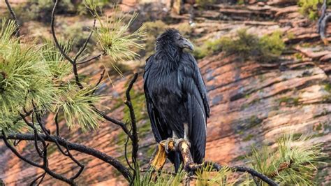 The Traveler's Guide to Zion National Park Wildlife