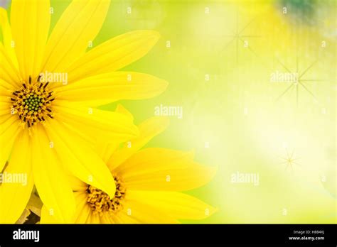 89 Background Flower Yellow Pictures - MyWeb