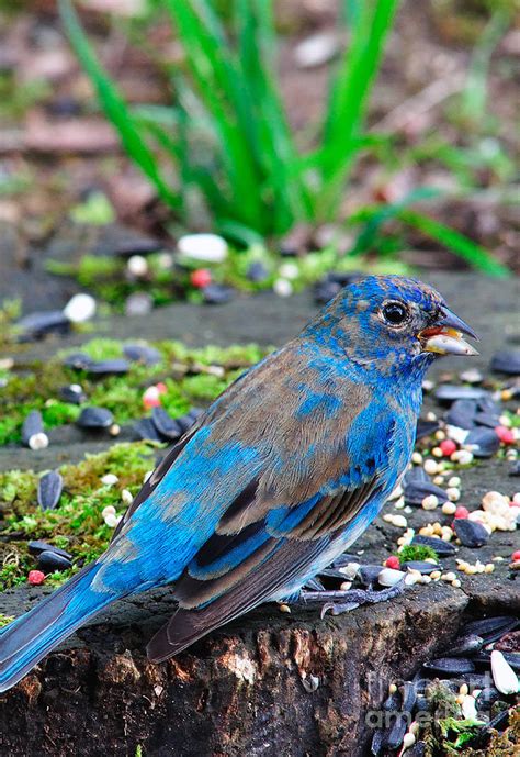 Female Indigo Bunting Photograph by Thomas R Fletcher