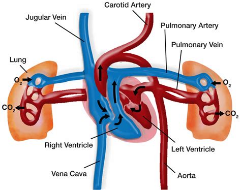 Heart And Lungs Diagram Labeled