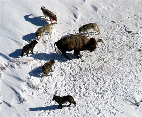 pack, wolves hunting, wolves, wolf, bison, buffalo, surrounded, ready ...