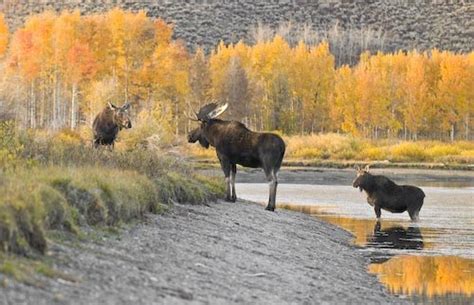 In The Rhythm of Moose – Jim Stamates Photographer