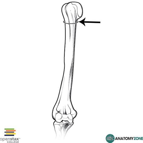 Surgical Neck of Humerus - AnatomyZone