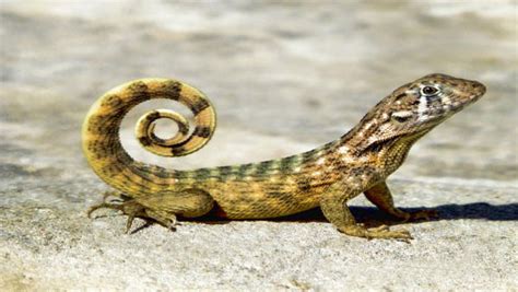 World Lizard Day 2020: Interesting facts about lizard - Oneindia News