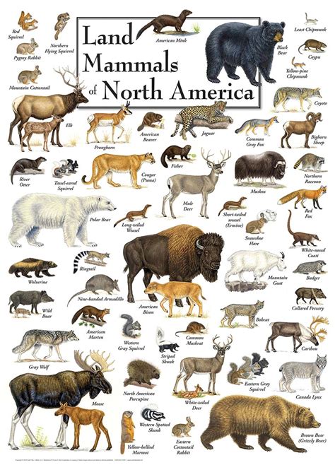 Land Mammals Of North America | ubicaciondepersonas.cdmx.gob.mx