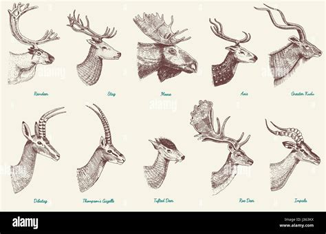 Big set of Horn, antlers Animals moose or elk with impala, gazelle and ...