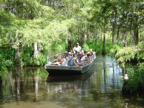 Alligators up close and personal: what to expect on an Alligator Tour ...