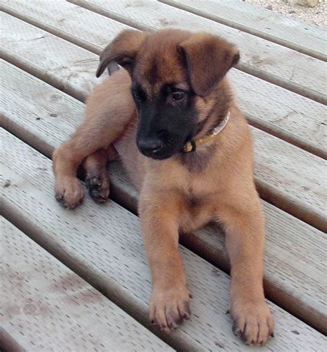 Belgian Shepherd Puppies For Sale | Orlando, FL #208010