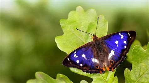 Purple Emperor (Apatura iris) - Butterflies - Woodland Trust