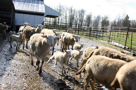 Seattle Tall Poppy: Spring Lamb at Ninety Farms