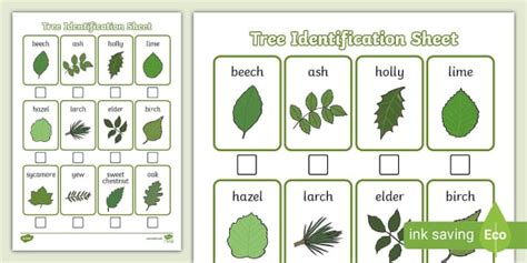 Tree Identification Sheet | Plant and Tree Identification