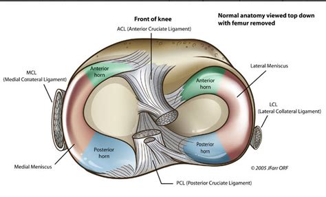 Knee Joint Anatomy | Bone and Spine