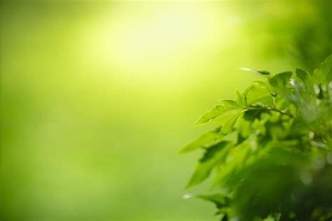 Light Green Nature Stock Photos, Images and Backgrounds for Free Download