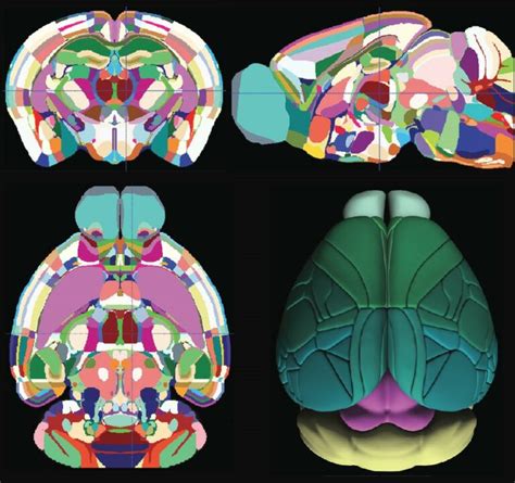 Allen Institute unveils its latest 3-D reference atlas of the mouse ...