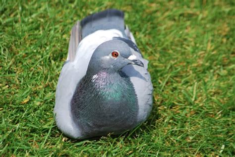 Pigeons as Pets: Do They Make Good Pets and How to Keep Them – Pigeonpedia