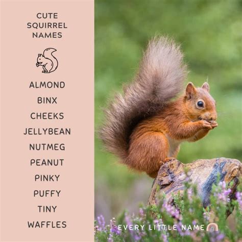 210+ Best Squirrel Names (Cute, Funny, and Cool) - Every Little Name