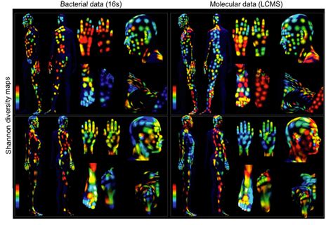 These maps show colonies of bacteria all over the human body - Business ...