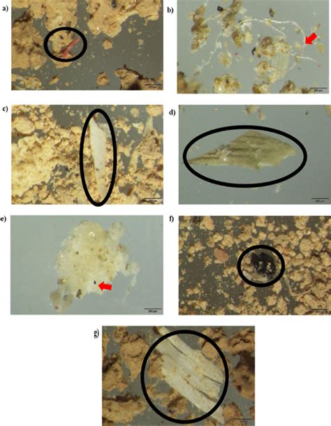 Visual identification of microplastic particles under stereomicroscope ...