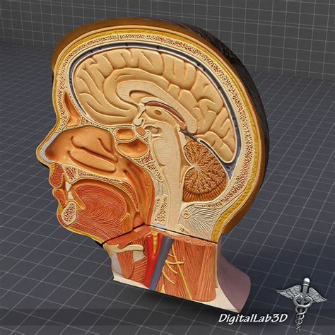 Human Head Anatomy 3D Model .max .obj .3ds .c4d .ma .mb .gmf - CGTrader.com