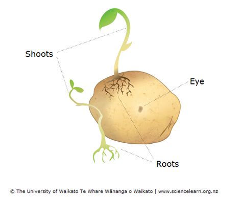 Vegetative plant propagation — Science Learning Hub