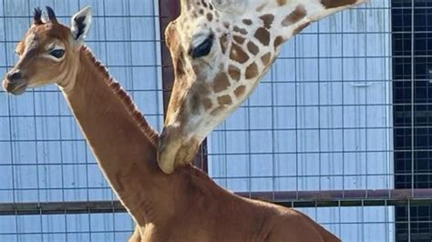 The only spotless giraffe calf in the world | KidsNews